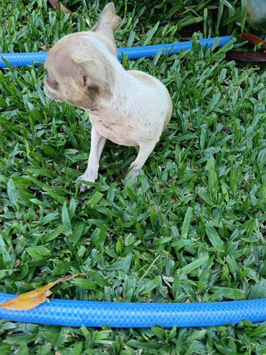 Chihuahua fêmea / m disponível