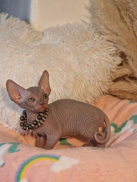 Mour-a-Mour Canadian sphynx