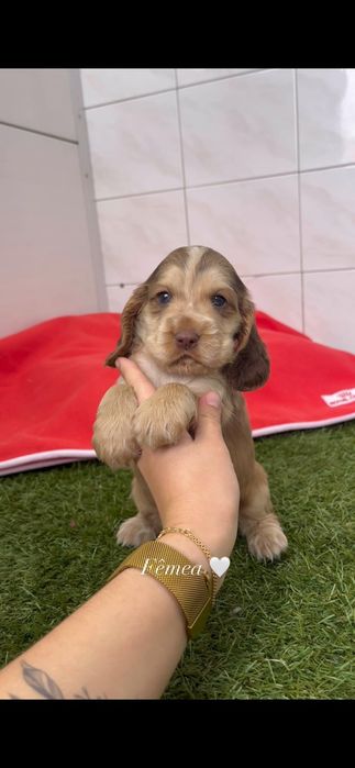 Cocker spaniel inglês fêmea