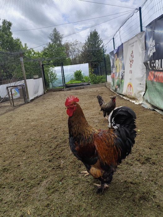 Kogut Kochina olbrzymiego