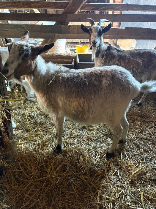 sprzedam kozy likwidacja stada