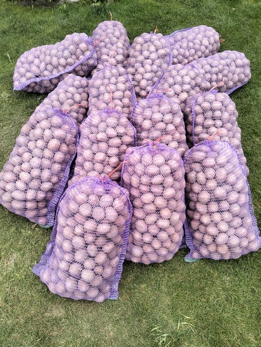 Продам насіннєву картоплю, сорт "Белла Роса"