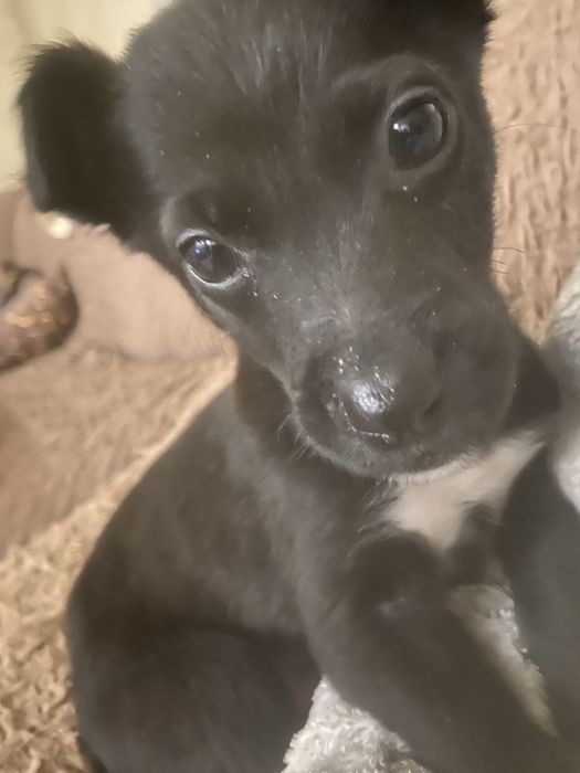 Маленькі цуценята