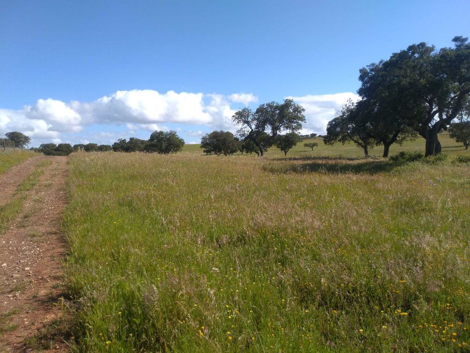 Herdade excelente para venda