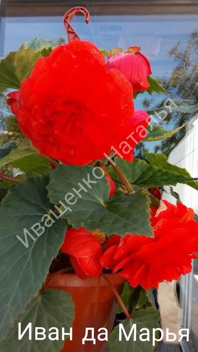 Бегония ампельная