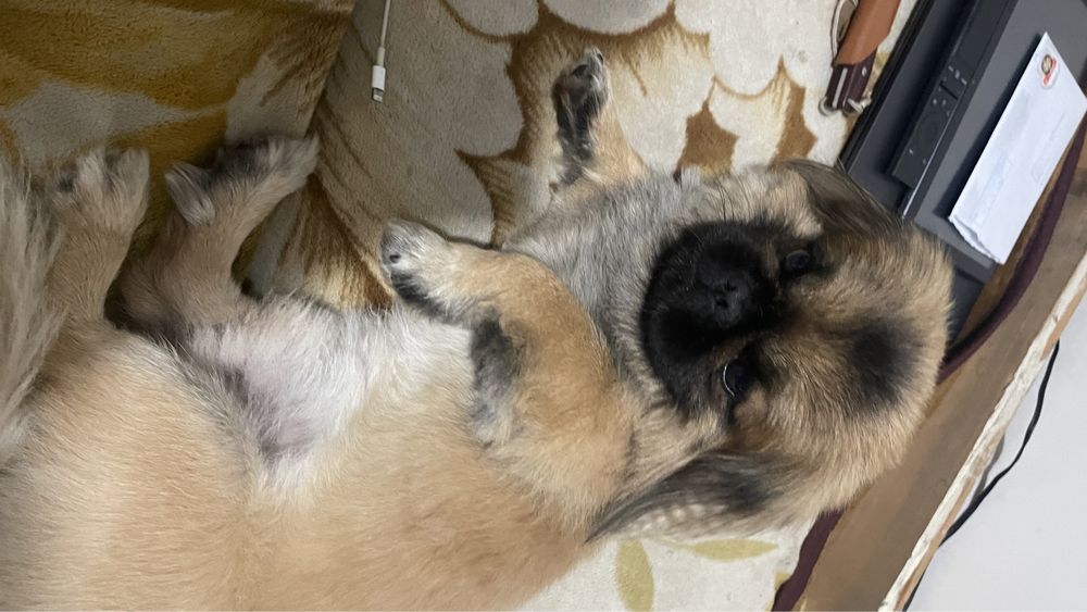 В'язка!!! Хлопчик Міша шукае дівчинку для стосунків. Пікінес 4 роки.