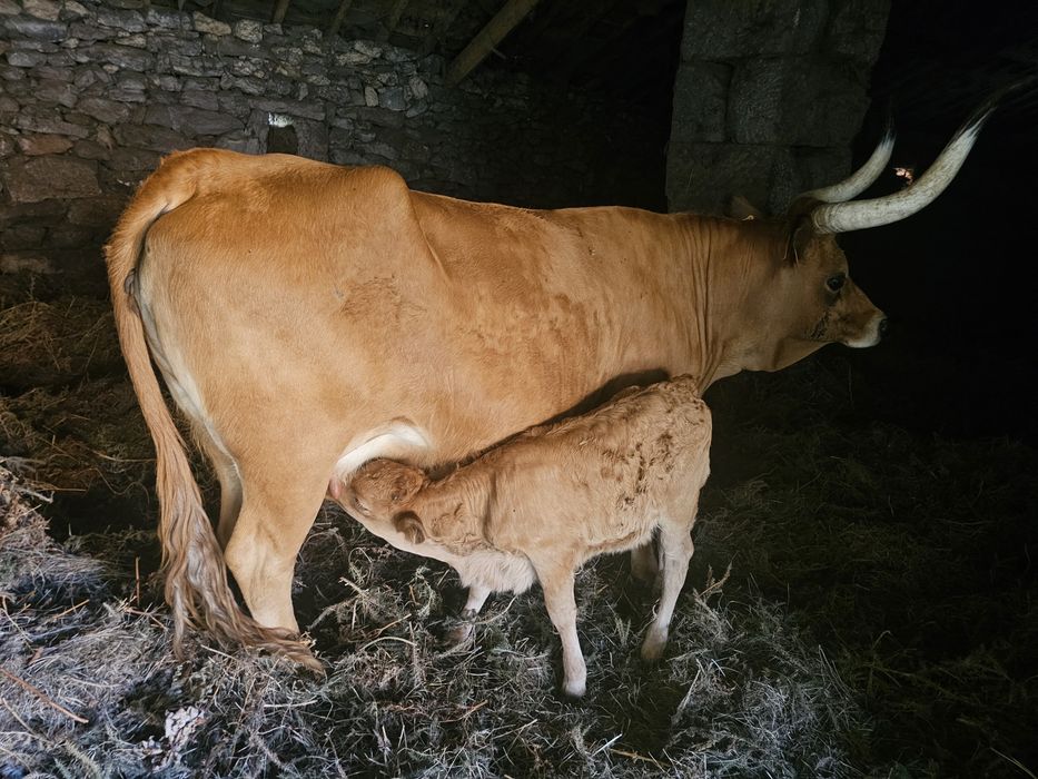 Vaca de Raça Barrosã com Cria