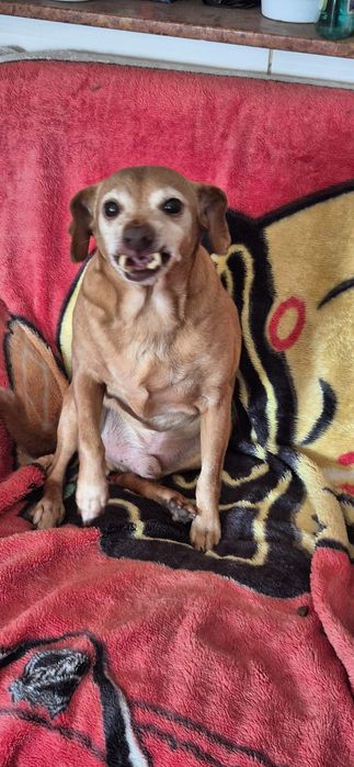 Piesek około 10 lat