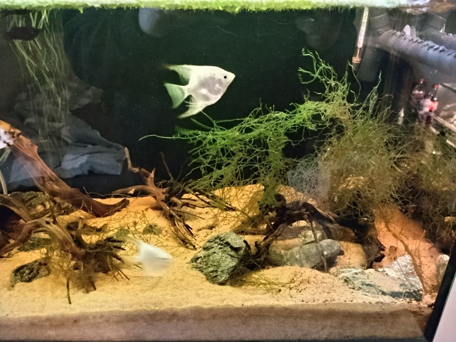Akwarium Aquael 112l