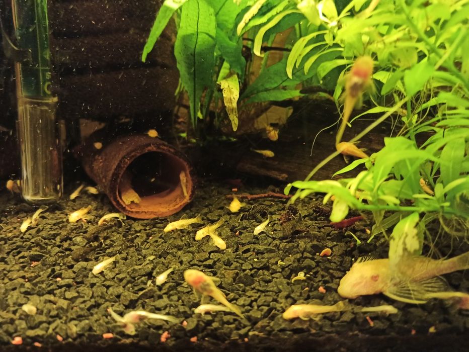 Złoty glonojad zbrojniki niebieski