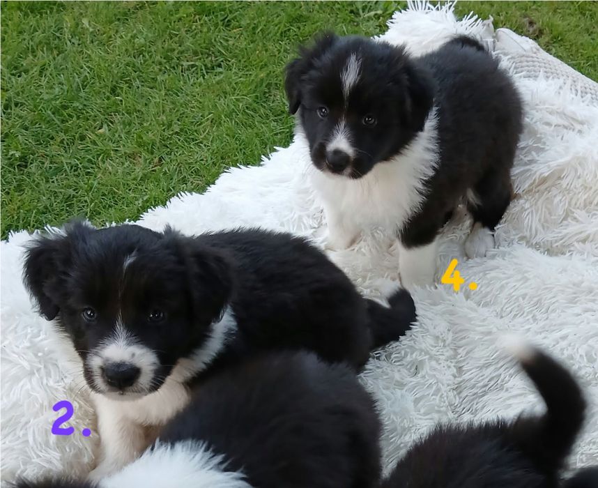 Śliczne Pieski Border Collie