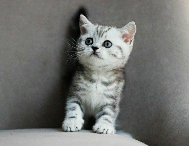 Британські мармурові кошенята - найніжніший новорічний подарунок