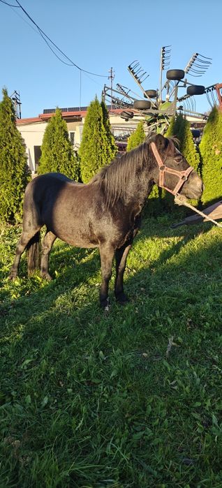 Sprzedam klacz kuc kucyk