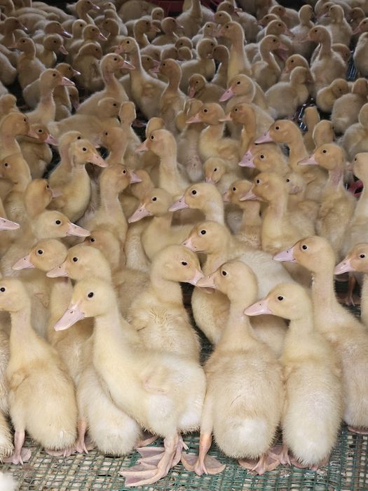 Kaczki białe 3.5 tyg super okazja!!!