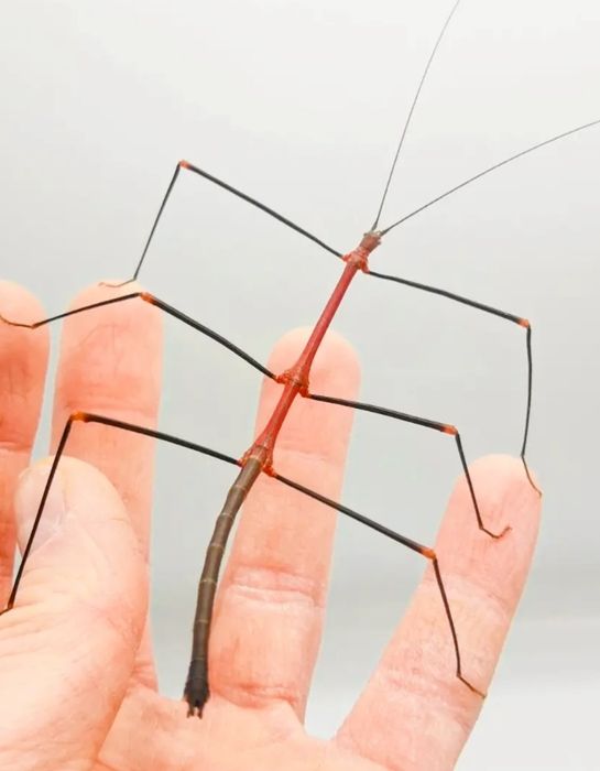 lonchodiodes sp. “ilocos” Паличник богомол