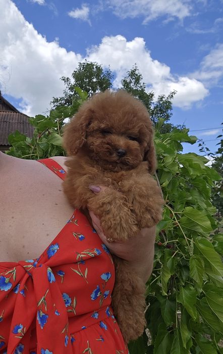 Маленький красунчик