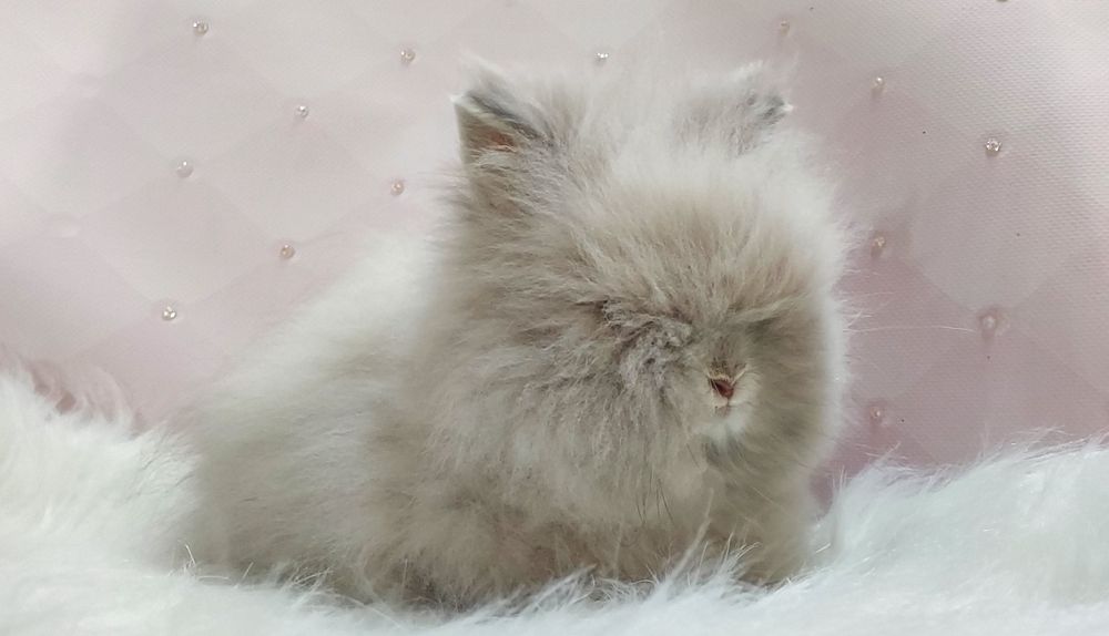 Karzełki Fluffy Teddy puchate