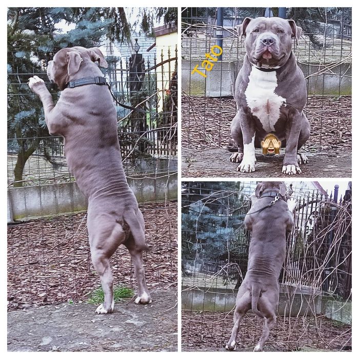 Repro    .American staffordshire terrier