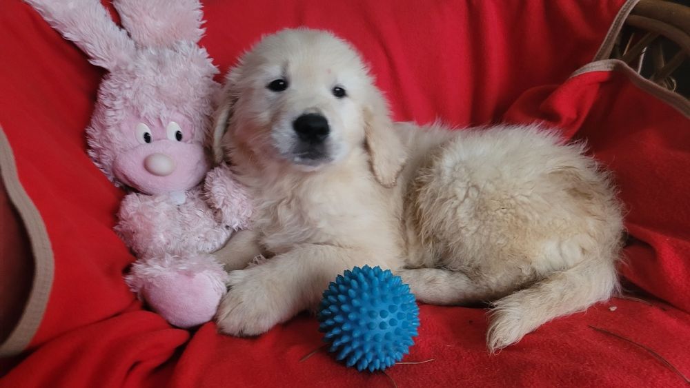 Малыши голден ретриверы