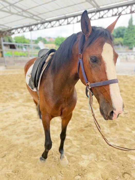 Cavalo PSL 3 anos