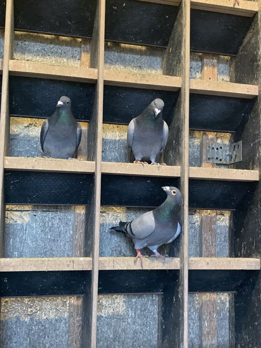 Gołębie Pocztowe