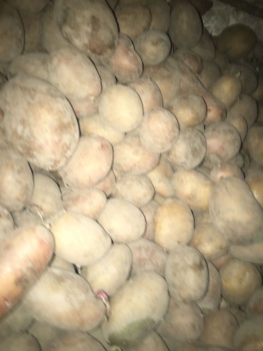 Продам, домашню, велику картоплю, різних сортів, без хімії!!!