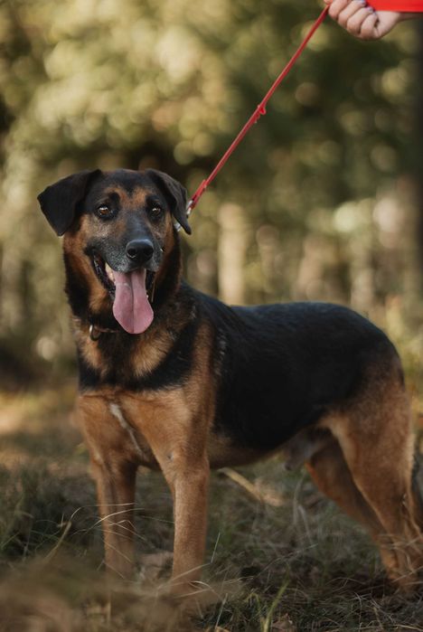 Szefuńcio – wierny towarzysz spacerów i domowego ciepła szuka rodziny!