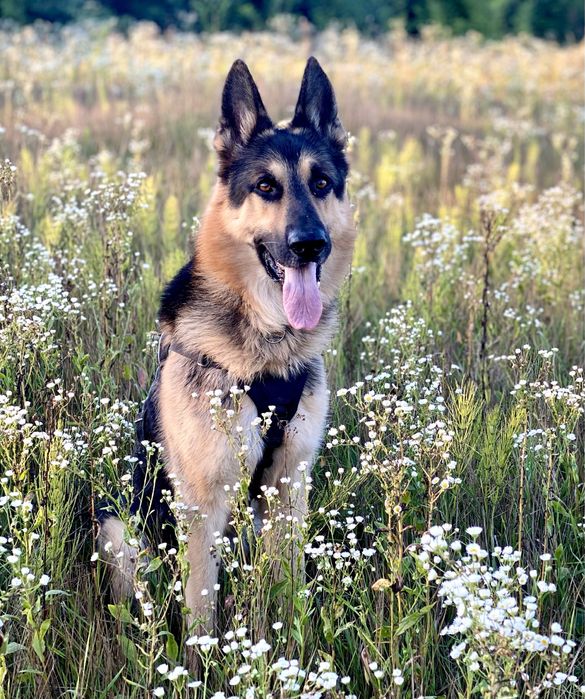 Вʼязка - східноєвропейська вівчарка (восточноевропейская овчарка)