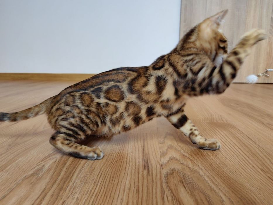 Kotek Bengalski - Rodowód I Piękne