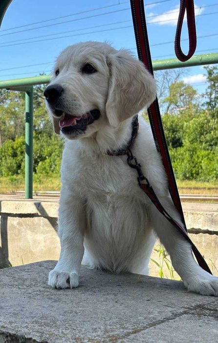 Цуценя  голден ретрівера