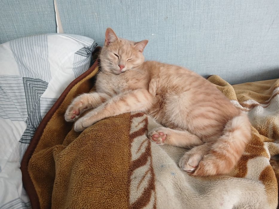 Продам кота світиться ночу