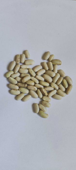 Fasola szparagowa żółta - nasiona