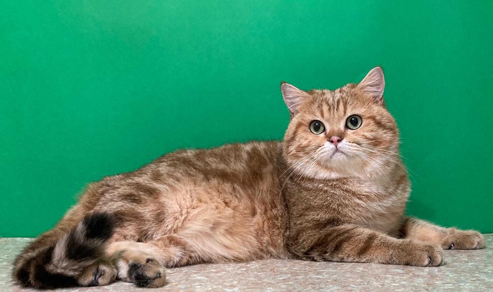 Гарі-- золотий мармуровий котик!