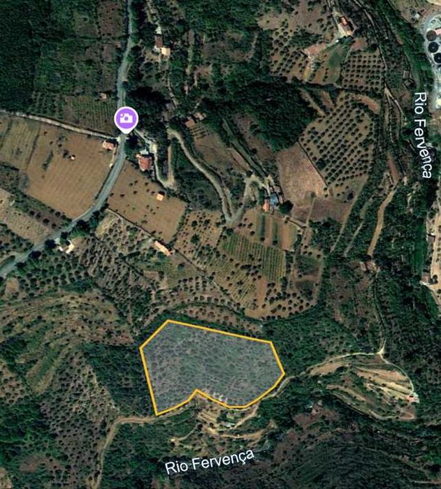 Terreno - Olival - Castelo Bragança
