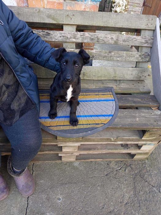 Цуценя в добрі руки - безкоштовно