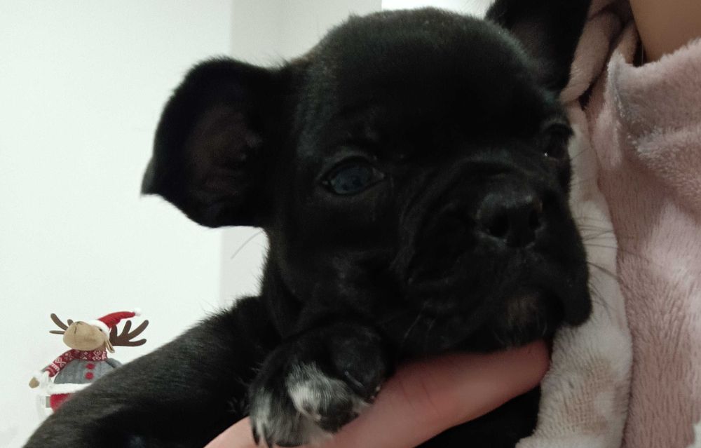Bulldog francês fêmea