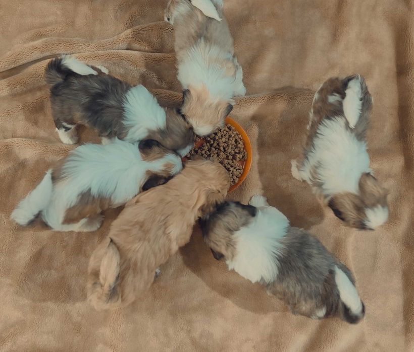 Szczenięta shih tzu