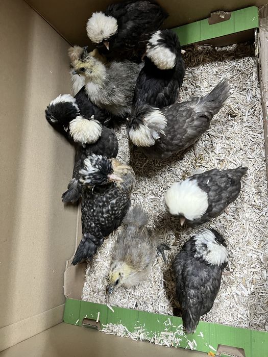 Bialoczuby holenderskie