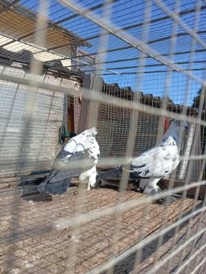 Sprzedam  gołębie widyny