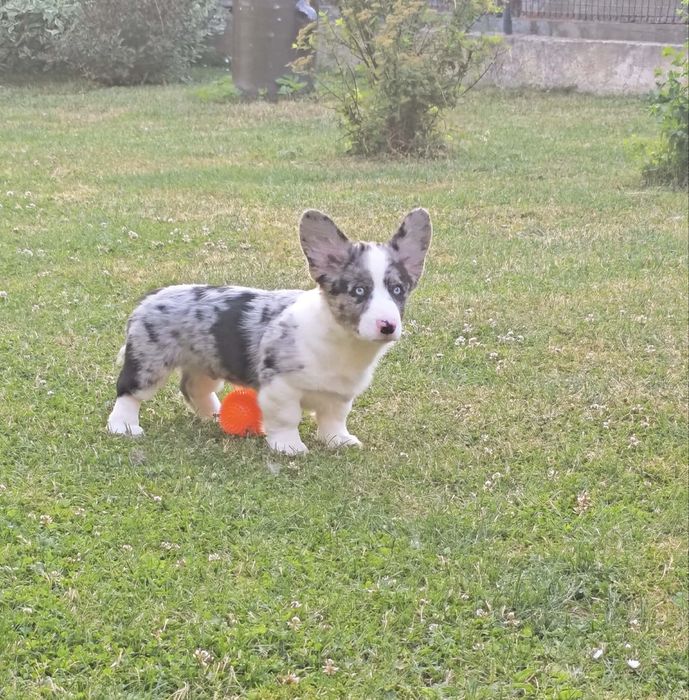 Maluszek Welsh Corgi Cardigan MAX zarezerwowany