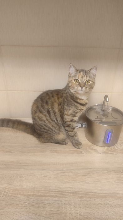 шотландский котенок