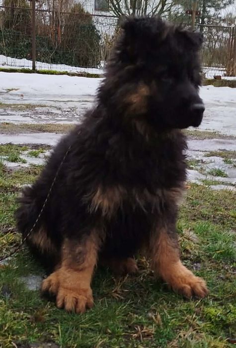 Owczarek owczarki owczarka