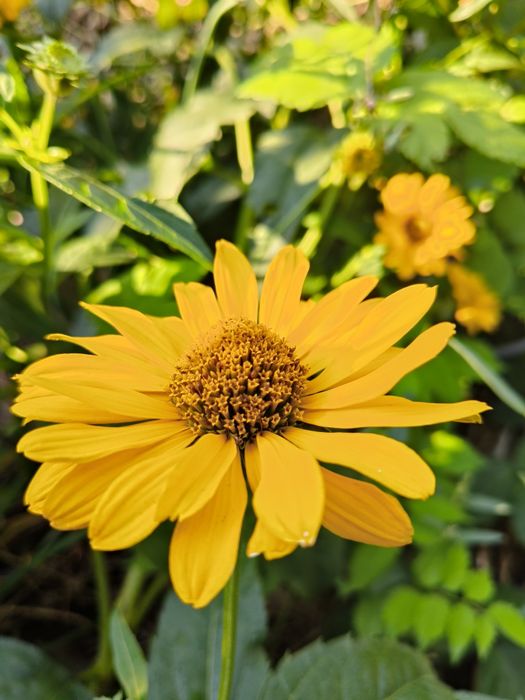 Гелиопсис многолетний. Жёлтые садовые цветы.