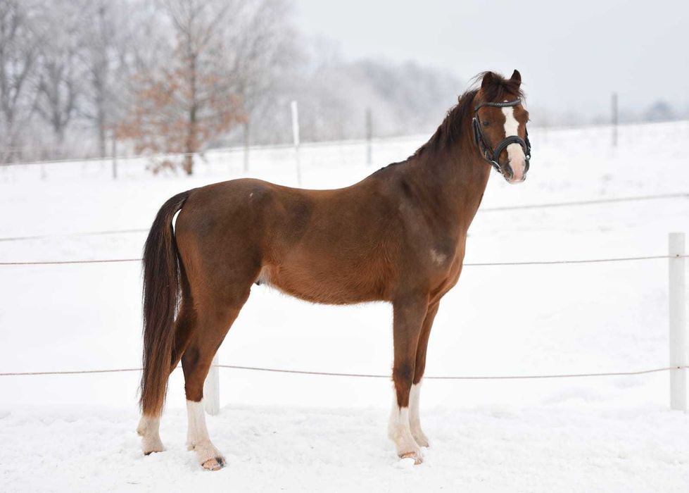 sprzedam pięknego kuca, bardzo miłego w obsłudze, jeżdżony przez 10-kę