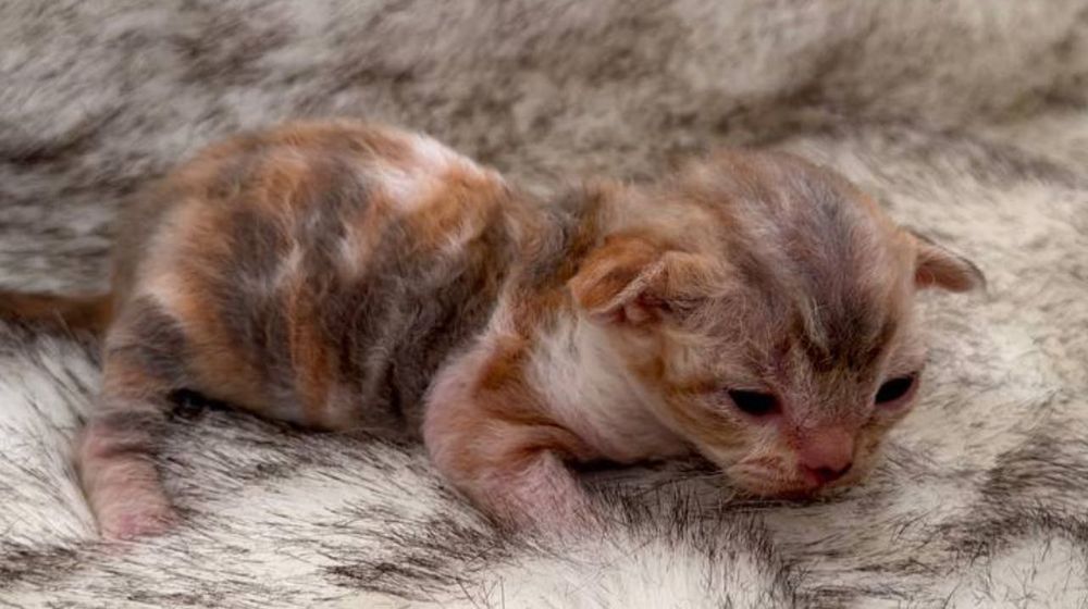 Продаються малюки девон- рекс