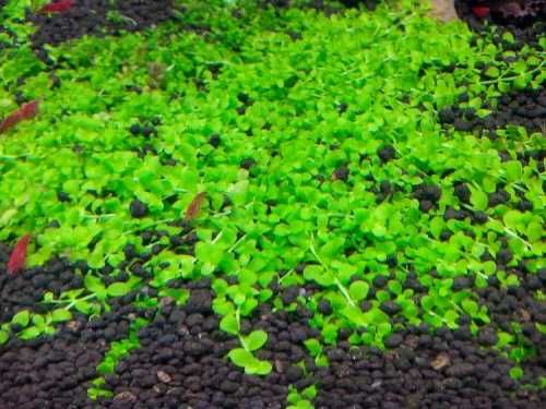 Cuba/MonteCarlo/Micranthemoides/Glossostigma/Lilaeopsis - tapete aqua