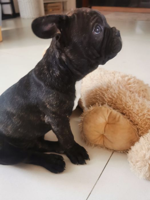 Buldog francuski