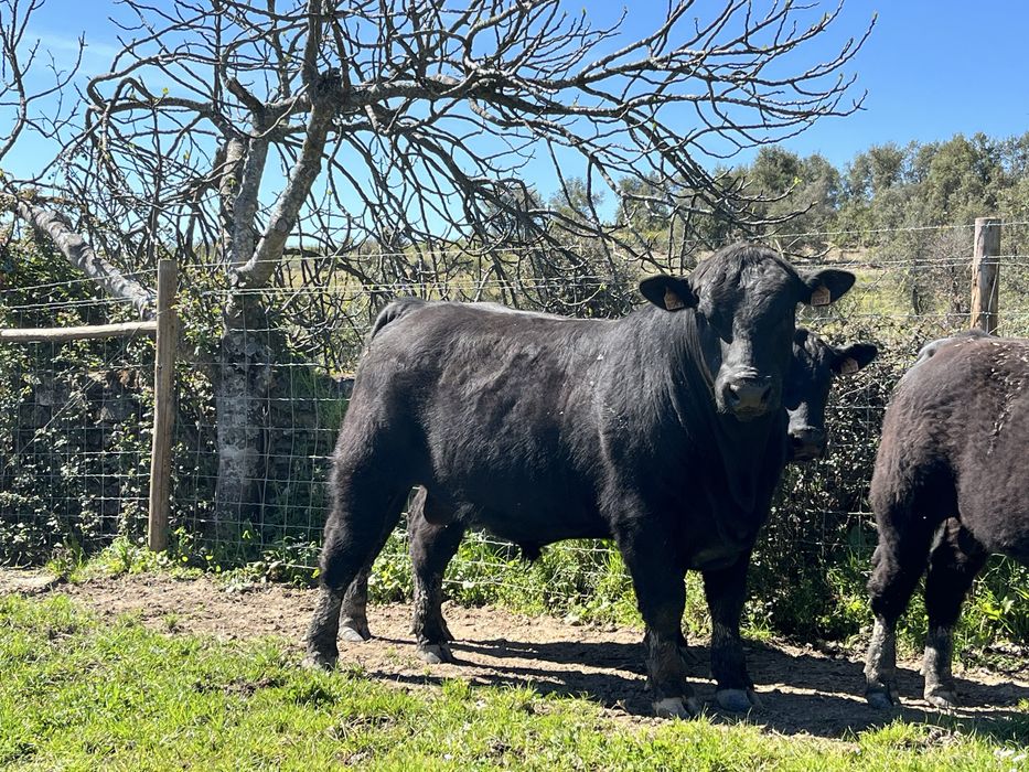 Touros Aberdeen-Angus