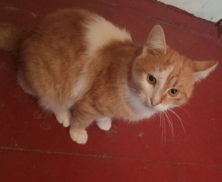 Рудий котик мишелов