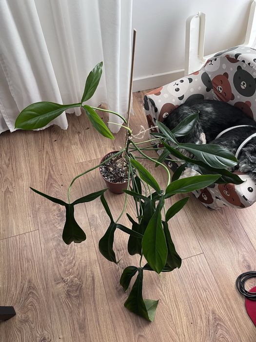 Philodendron 69686 Bette Waterbury